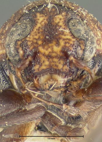 Media type: image;   Entomology 24938 Aspect: head frontal view